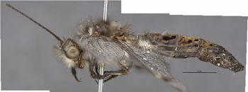 Media type: image;   Entomology 10528 Aspect: habitus lateral view